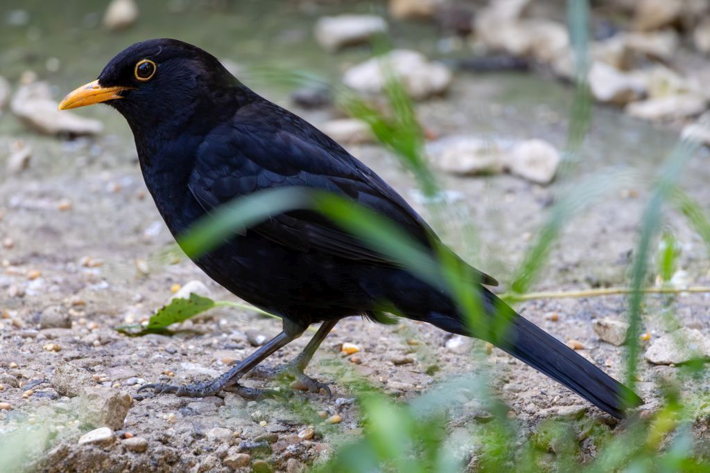 Common Blackbird (Turdus merula) Male perched